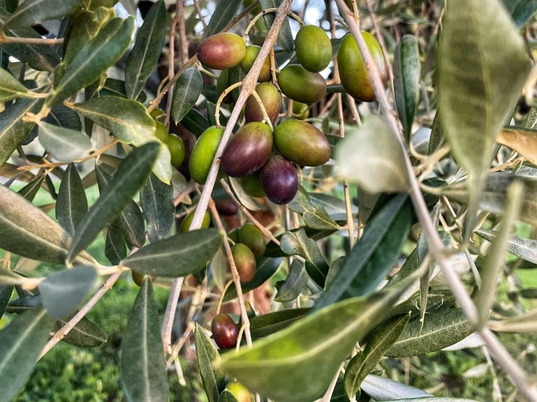 Olive, conferimento ai frantoi: Confagricoltura plaude alla proroga al 2026