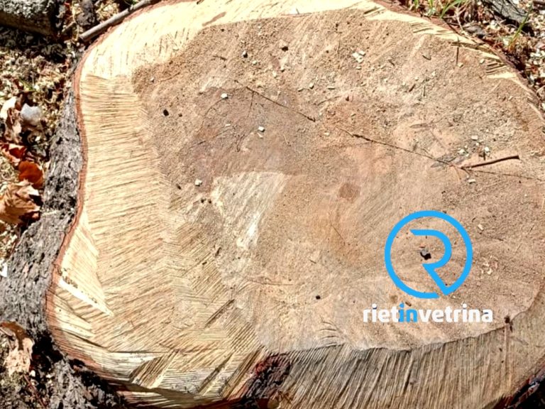 Ippocastano tagliato, Associazione Salviamo viale Maraini: “L’albero era sano. Non c’èra nessuna evidenza di un rischio di crollo imminente”