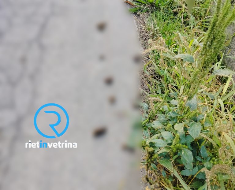 SEI TU IL REPORTER di Rietinvetrina – “In via A.M. Ricci i padroni dei cani non raccolgono mai le deiezioni”