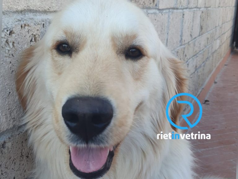 Ci chiedono aiuto per Max, smarrito a Rieti