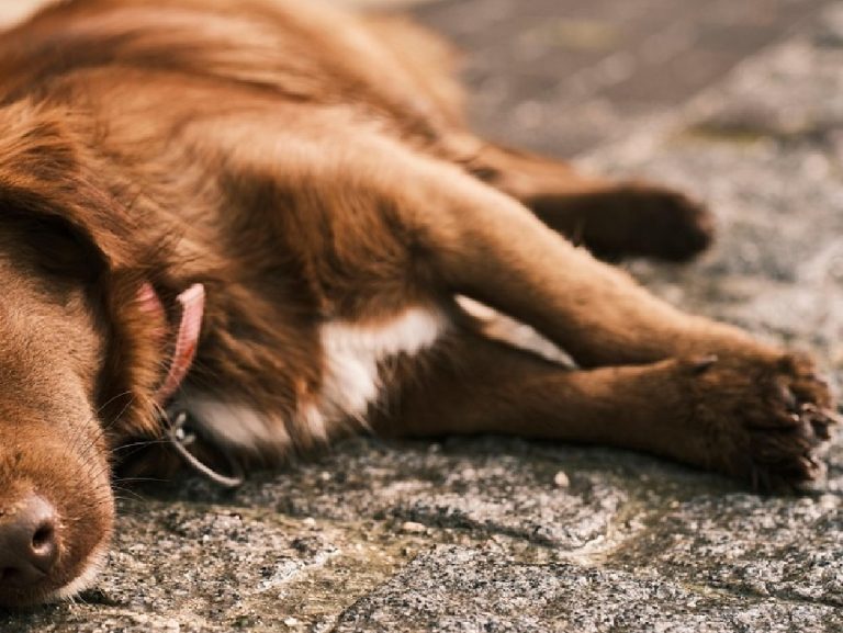 Lascia il proprio piccolo cane chiuso per ore nel bagagliaio: denunciato dai carabinieri