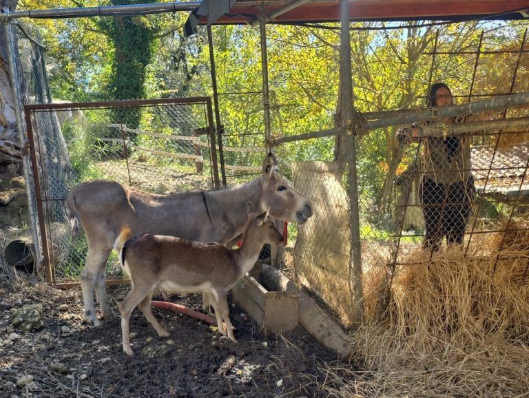 La Fondazione Varrone dona una nuova mangiatoia per gli erbivori del CRAS Parco dell’Abatino