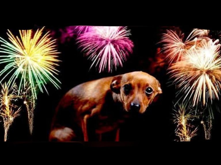 Rieti, appuntamento gratuito su come affrontare i botti di fine anno con un amico a quattro zampe