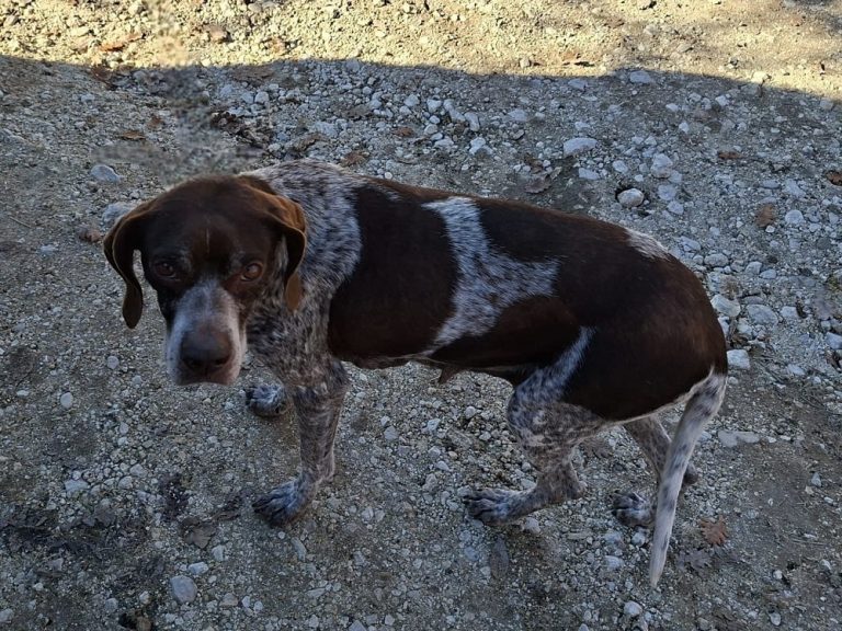 Poggio Bustone, ruba un cane tre anni prima: fermato e denunciato per ricettazione