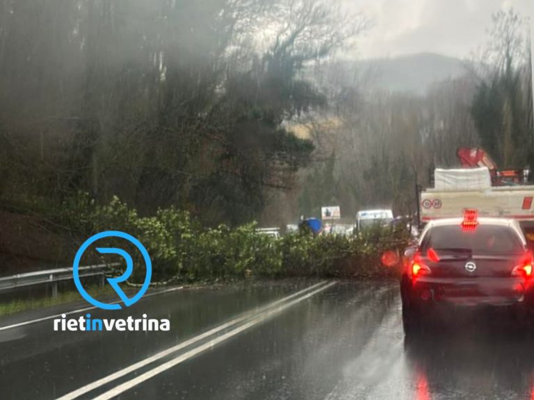 Grande ramo di albero cade sulla Salaria per Roma e blocca il traffico