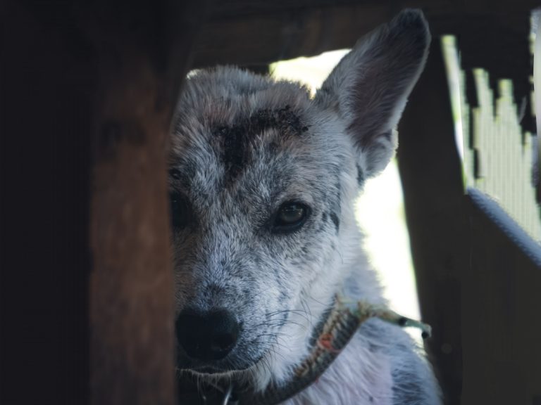 Tesori a quattro zampe: Aiutiamo i randagi nel gelo notturno