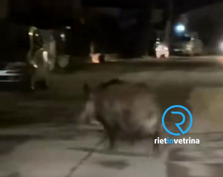 Cinghiale nel pomeriggio a spasso per via Angelo Maria Ricci