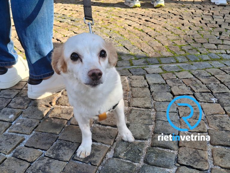 Di fronte alla Basilica di Sant’Agostino benedetti gli animali nel giorno di sant’Antonio Abate – LE FOTO