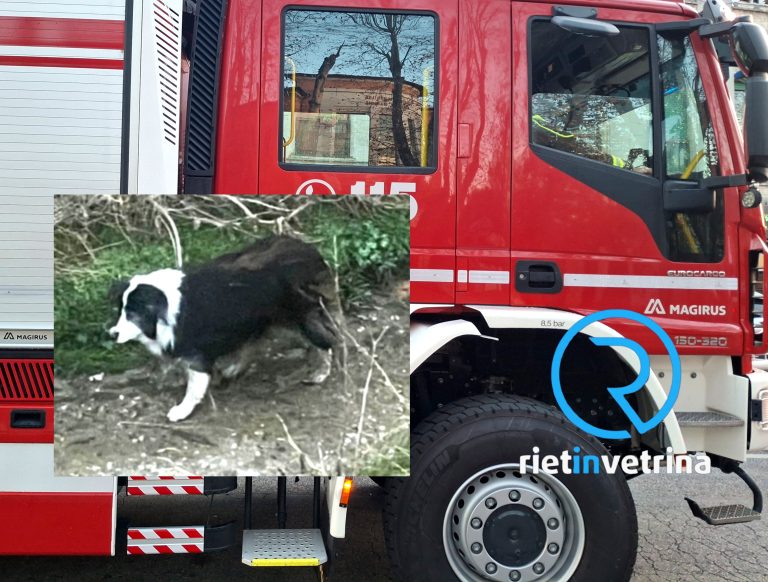 Rieti, cane cade in un prato senza uscita: soccorso da Vigili del Fuoco, passanti e volontaria