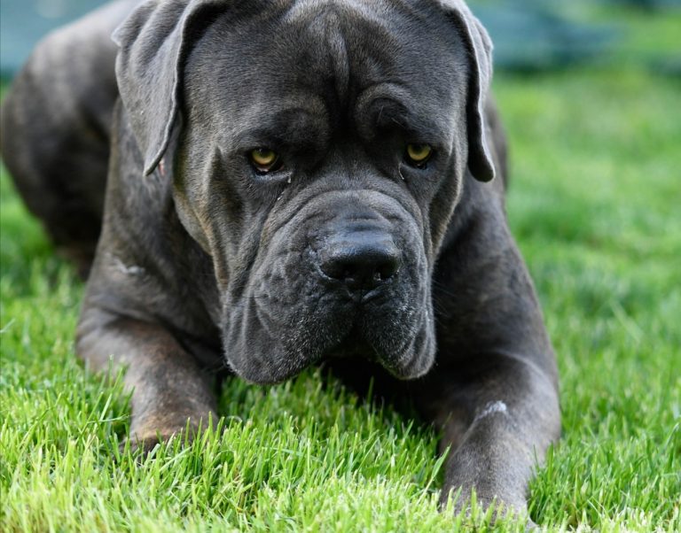 Provincia di Rieti, wurstel con chiodi lanciati in un’abitazione per uccidere due cani. LNDC sporge denuncia e lancia un appello: “Chi sa parli”