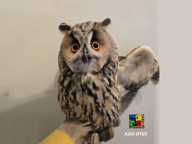 Servizio Civile al Parco Faunistico Piano dell’Abatino – COME ISCRIVERSI