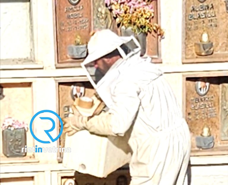 Grande sciame di api recuperato nel cimitero di Cerchiara: sul posto apicoltore