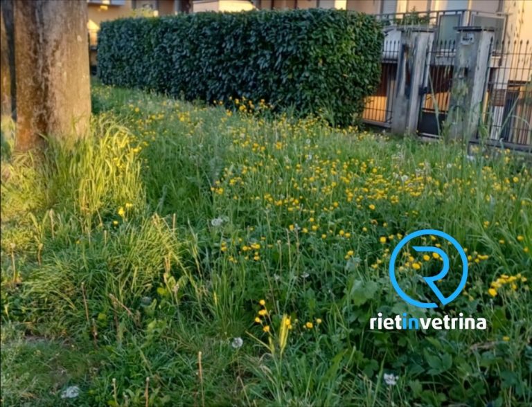 SEI TU IL REPORTER di Rietinvetrina – Antonella: “In viale Morroni erba alta oltre il metro. Così non si può vedere”