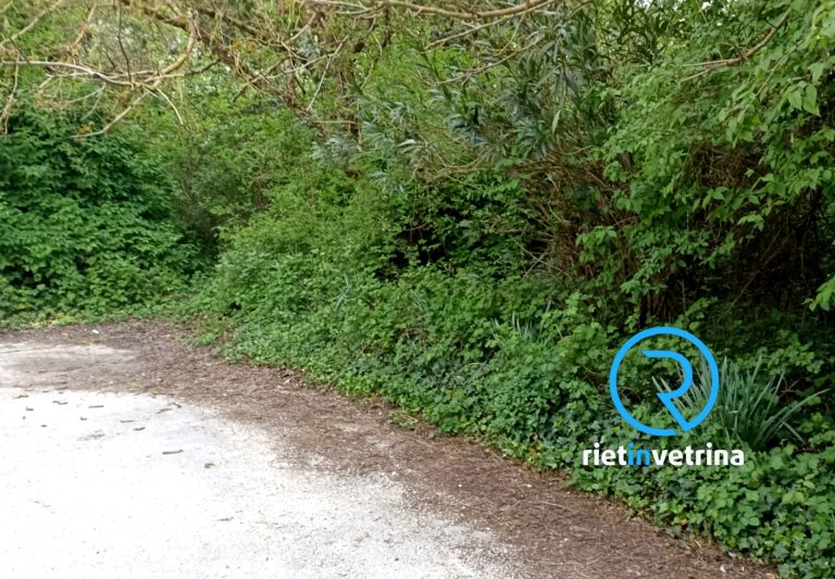 SEI TU IL REPORTER – “L’Ente preposto può tagliare l’erba zona condomini di via Comotti? Ci stiamo riempiendo di insetti ed animali”