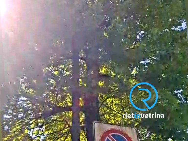 SEI TU IL REPORTER – “Anche in via L. Di Benedetto gli alberi non potati oscurano i lampioni”