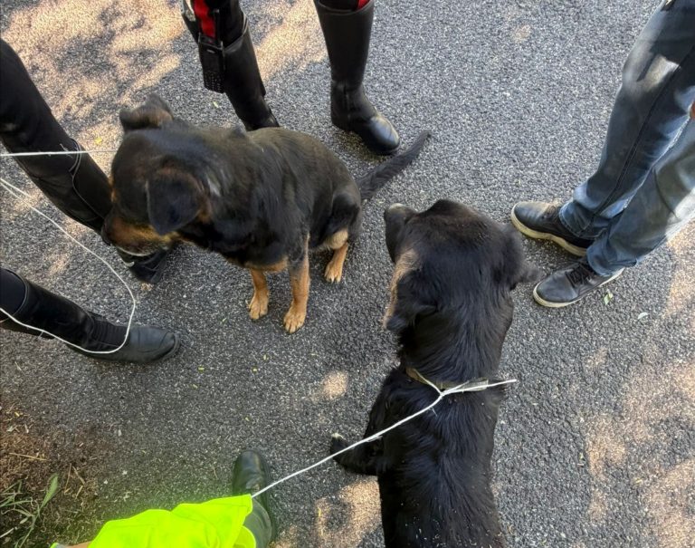Paura sulla Statale 79 Terni-Rieti: due cani vaganti tra le auto, salvati da un militare della Guardia di Finanza libero dal servizio
