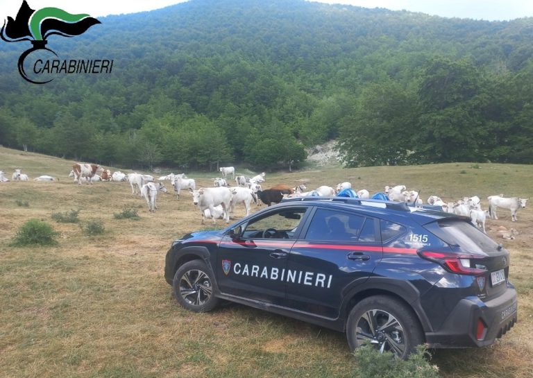 Effettuano il pascolo in periodo di divieto e senza autorizzazione: emesse cinque sanzioni dai Carabinieri Forestali della provincia di Rieti