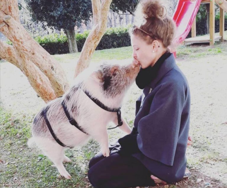 Addio Bacon: è morto il dolce maialino casalingo della dott.ssa Consuelo D’Antonio. Era stato al centro di polemiche