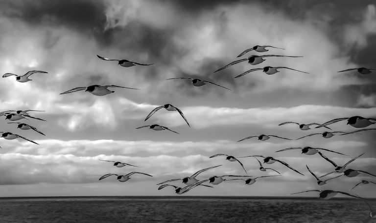 Il fotografo reatino Felice Miccadei conquista il 1° posto al Premio Nazionale Alberoandronico con uno scatto intitolato “Curiosità e diffidenza”