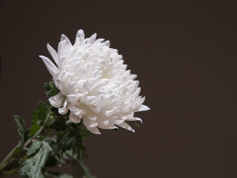 Sabato 18 aprile i funerali di Martina, la 37enne deceduta nel viadotto della Rieti – Torano