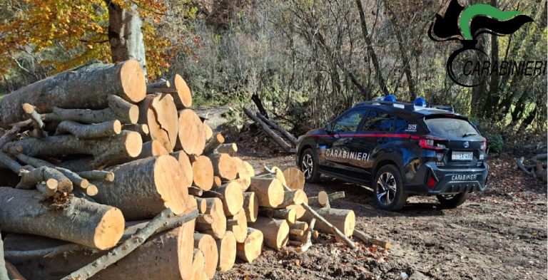 Petrella Salto, denunciato titolare azienda lavorazione legno boschivo