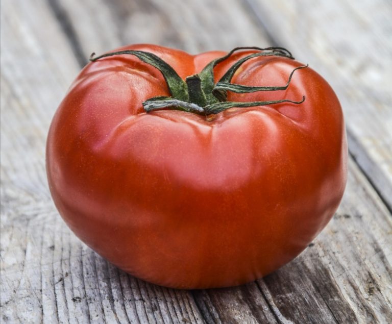 Solo terra, solo sole, solo acqua: nasce il Pomodoro Ovalone Reatino ciclo 2026