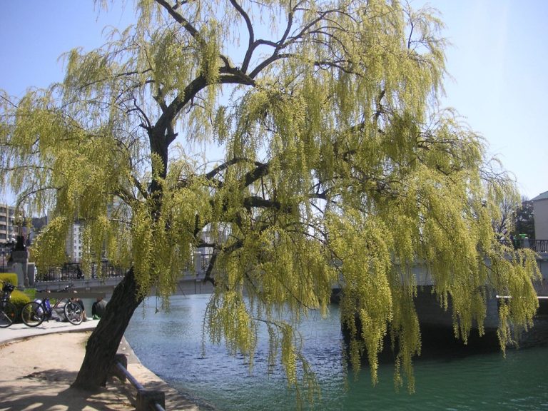 Da Hiroshima un Albero della Pace “Hibakujumoku” per la scuola Forestale Carabinieri di Cittaducale