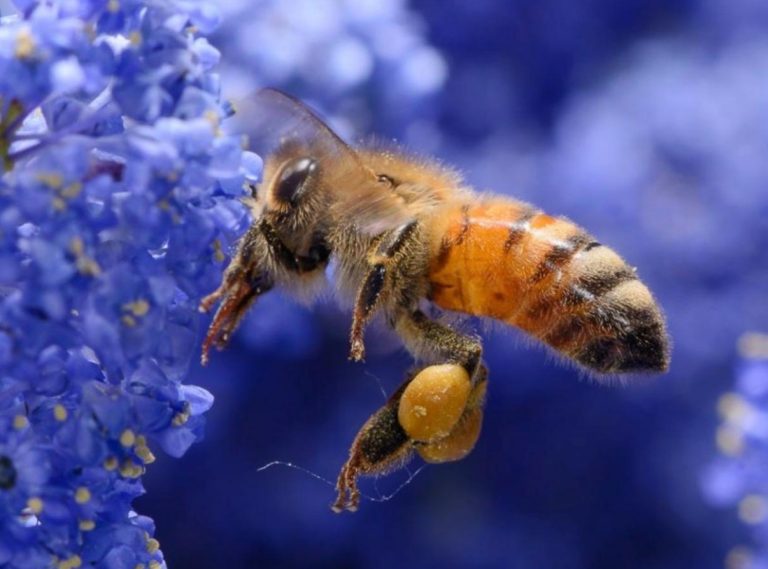 Il 20 maggio si festeggia la 9ª Giornata Mondiale delle Api