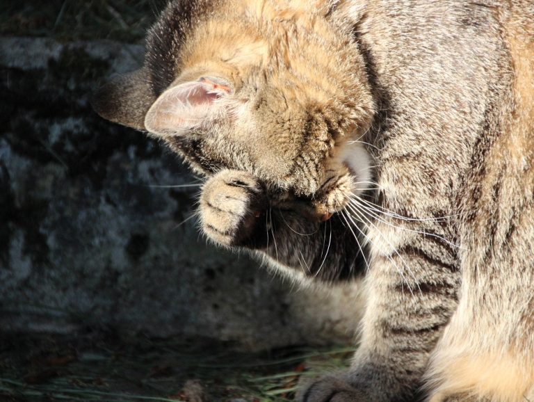 Morte sospetta di un gatto per avvelenamento a Canetra: la rabbia della famiglia