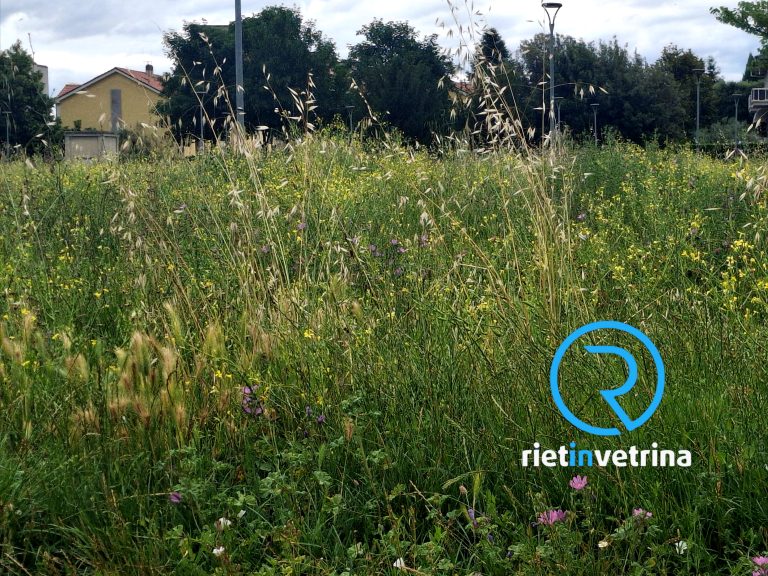 SEI TU IL REPORTER – “Il Parco Paul Harris a Micioccoli infestato dall’erba alta”
