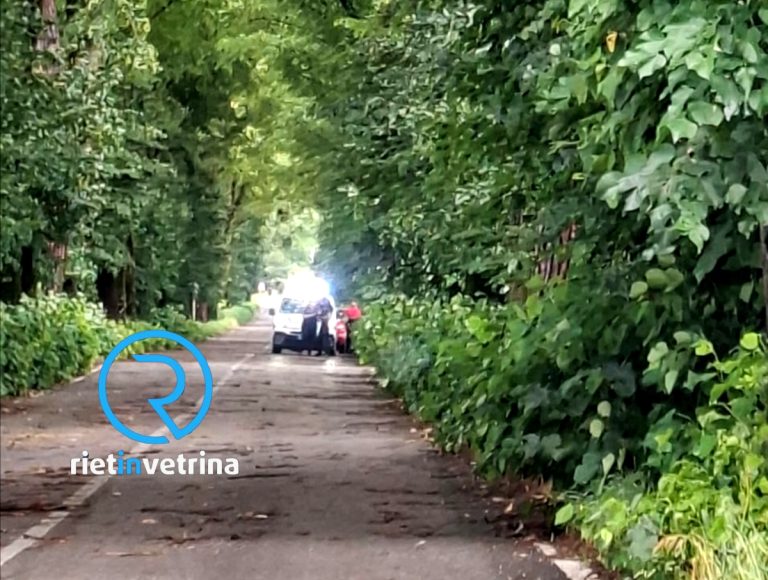 Ramo cade sul parabrezza di un’auto in transito