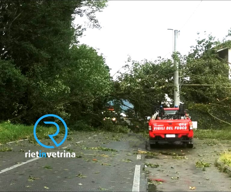 Albero caduto per il vento blocca via Tancia: traffico KO. Camion fanno marcia indietro