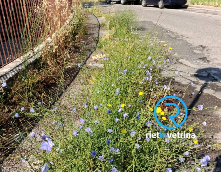 SEI TU IL REPORTER – “In via Giotto una foresta di erbacce”