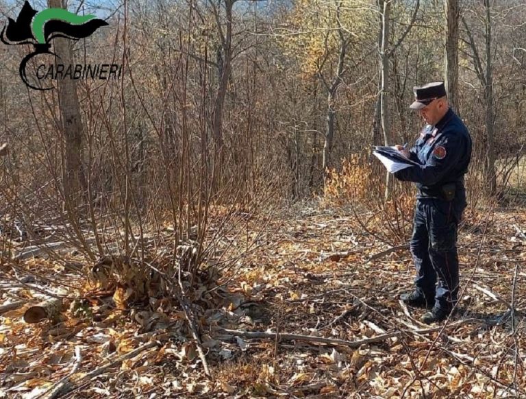 Carabinieri Forestali riscontrano irregolarità nei tagli boschivi a Leonessa e Cittareale