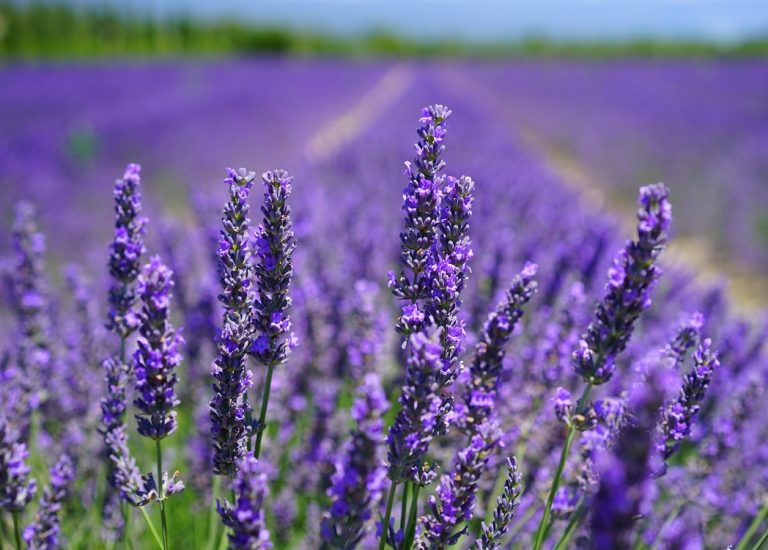 A Montasola tre giorni di immersioni nella lavanda