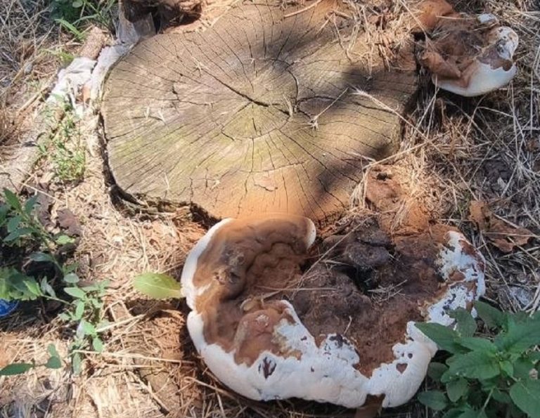 Focolai fungini sulle alberature di Rieti: l’appello di European Consumers APS per una corretta profilassi del verde urbano