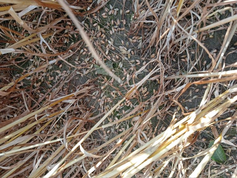 Rieti, grandine su grano e cereali: Coldiretti valuta richiesta dello stato di calamità naturale