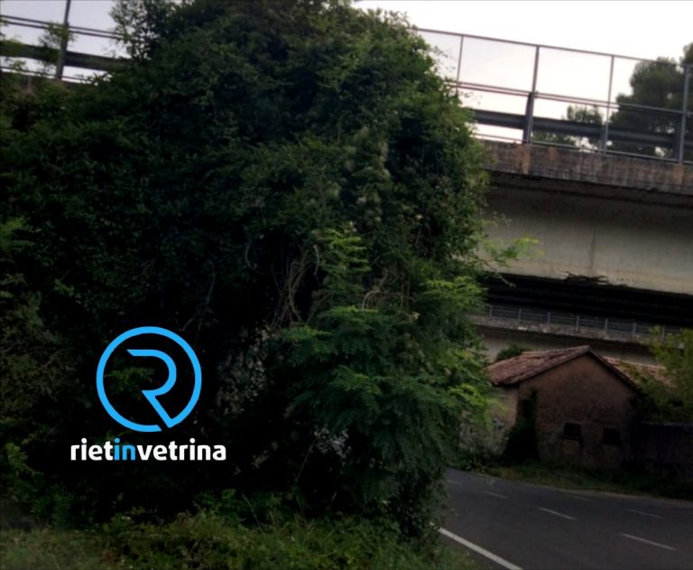 SEI TU IL REPORTER di Rietinvetrina – Caterina: “Questa pianta impedisce la visuale all’incrocio con via Fonte Cottorella. Quando sarà potata?”