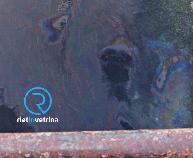 SEI TU IL REPORTER di Rietinvetrina – “Chiazze di olio nel fiume della Sorgente Santa Susanna. Cosa succede?”