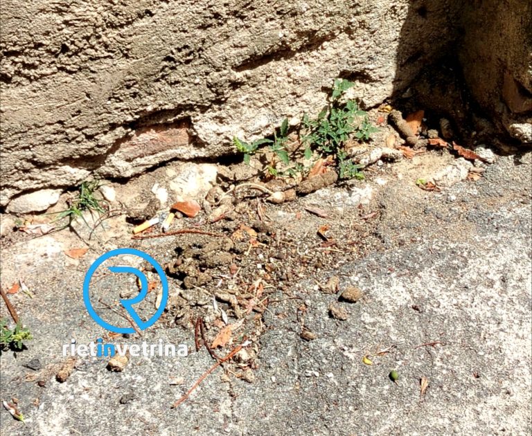 SEI TU IL REPORTER – Giulia: “Via Sant’Eusanio piena di escrementi. Padroni di animali incivili e poca pulizia da chi di competenza”