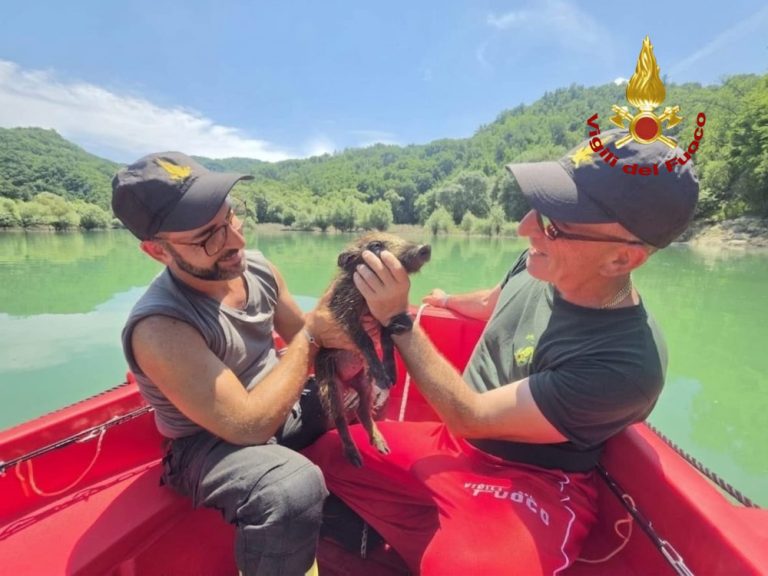 Un cinghialetto stava annegando nel lago del Salto, salvato dai VVF