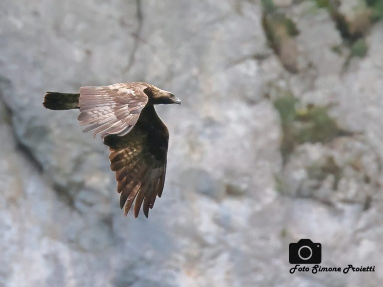 Nuova aquila involata nella Riserva Monti Navegna e Cervia – IL COMMENTO DEL PRESIDENTE MATTEO MONACO