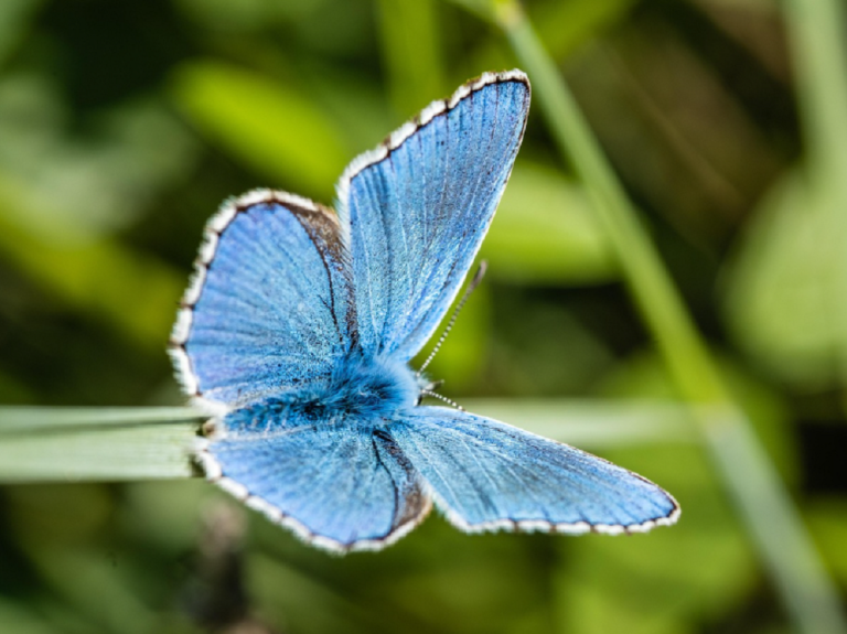 “Sostenibilità, certificazione e biodiversità”: webinar gratuito il 14 luglio