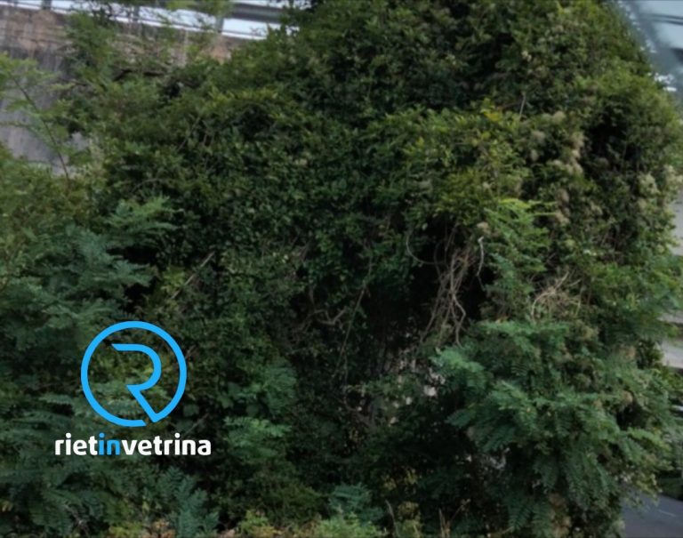 SEI TU IL REPORTER di Rietinvetrina – “Ancora non potata la pianta che copre la visuale agli automobilisti incrocio via Fonte Cottorella”