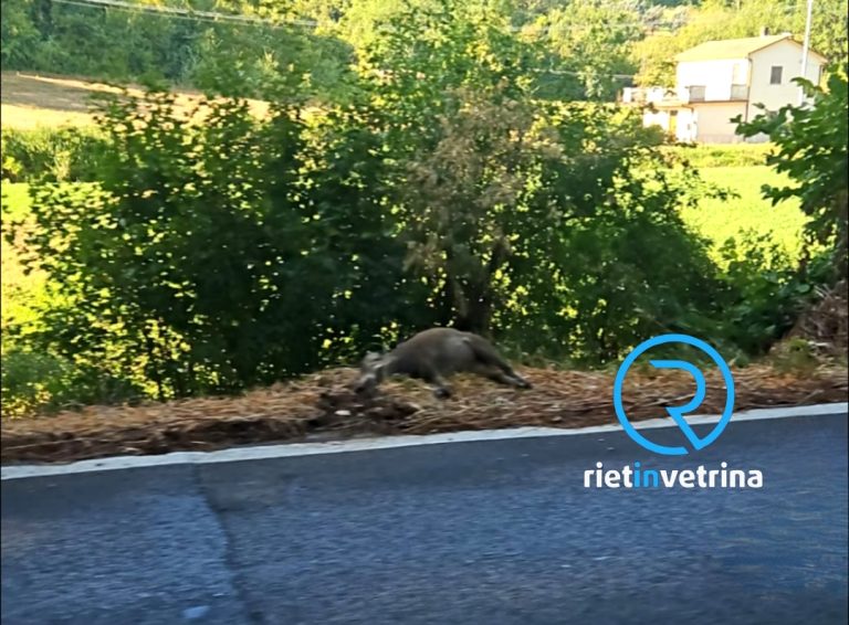 Nella notte incidente auto – cinghiale zona Piani Poggio Fidoni