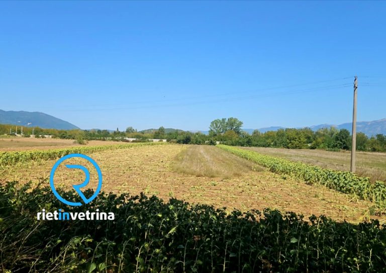 SEI TU IL REPORTER – “Ancora danni alle nostre colture da parte dei cinghiali. In foto Piani Poggio Fidoni”