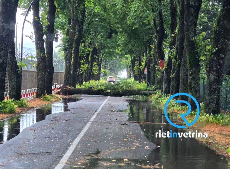 Albero caduto in via Manio Curio Dentato. Strada bloccata