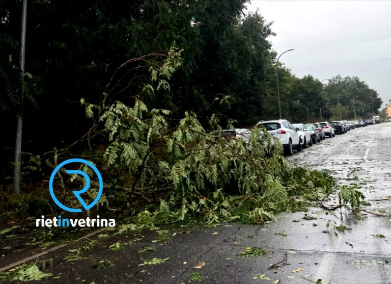 Maltempo, disagi a Campoloniano per la caduta di una pianta