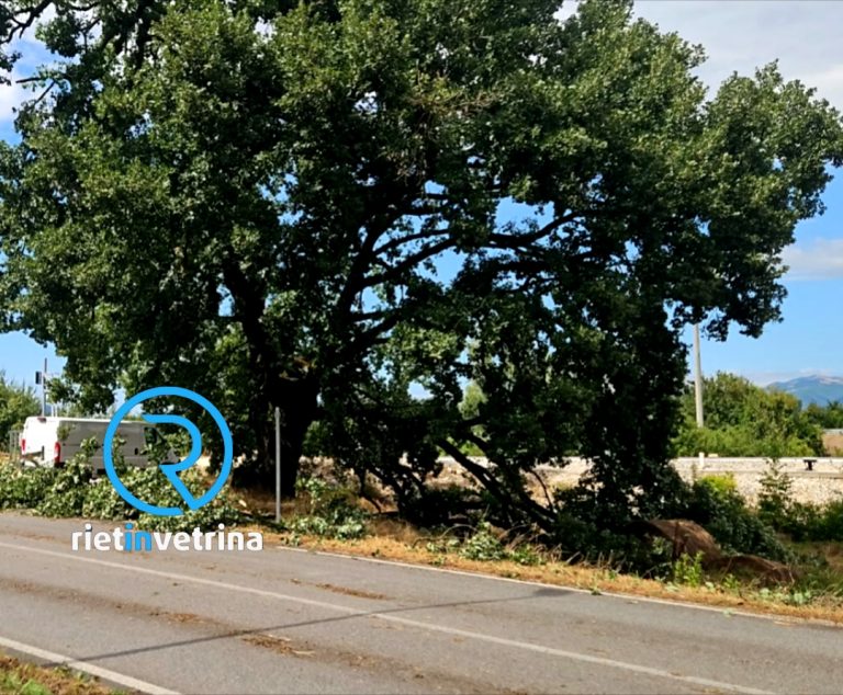 Caduti rami dalla grande quercia sulla strada Tancia zona Sant’Elia