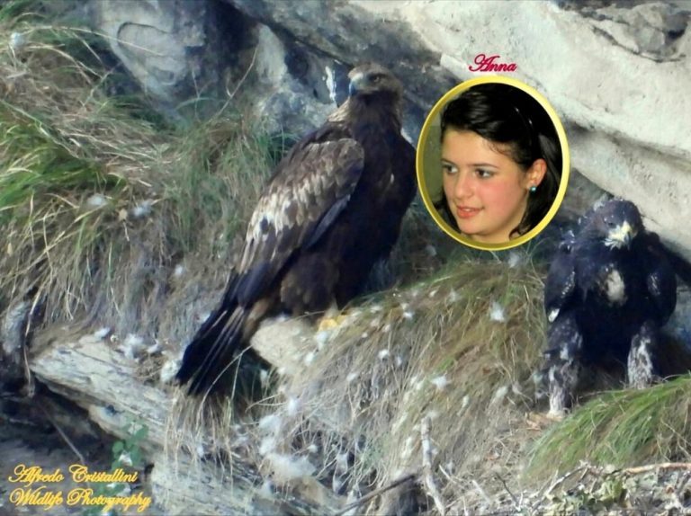 Ad un’aquila nata tra i Monti della Laga è stato dato il nome della giovane Anna (Grossi) deceduta nel sisma di Amatrice 2016